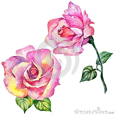 Wildflower rose flower in a watercolor style isolated. Stock Photo
