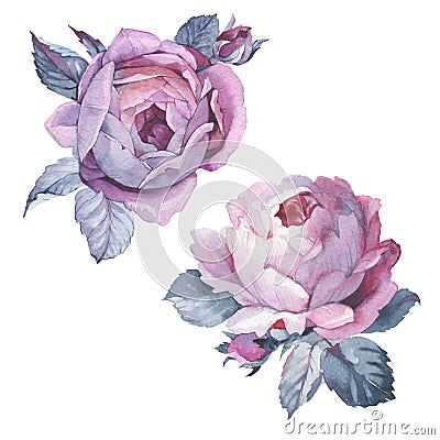 Wildflower rose flower in a watercolor style isolated. Stock Photo