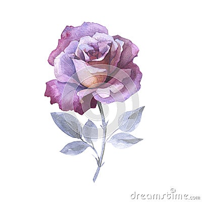 Wildflower rose flower in a watercolor style isolated. Stock Photo