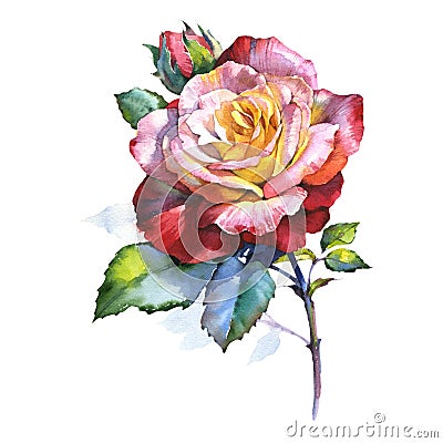 Wildflower rose flower in a watercolor style isolated. Stock Photo