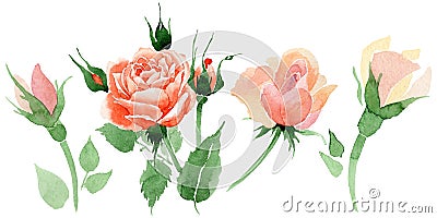 Wildflower rose flower in a watercolor style isolated. Stock Photo