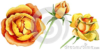 Wildflower rose flower in a watercolor style . Stock Photo