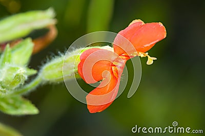 Wildflower Scarlet Monkeyflower, Mimulus cardinali Stock Photo