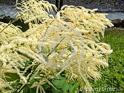 Wildflower: Snow-in-summer, Flax leaf paperbark, Cajeput tree. Narrow-leaved Paperbark, Narrow-leaved Honey Myrtle, Snowstorm Mel Stock Photo