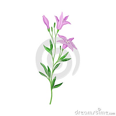 Wildflower Specie or Herbaceous Flowering Plant with Purple Flower Bud Vector Illustration Vector Illustration