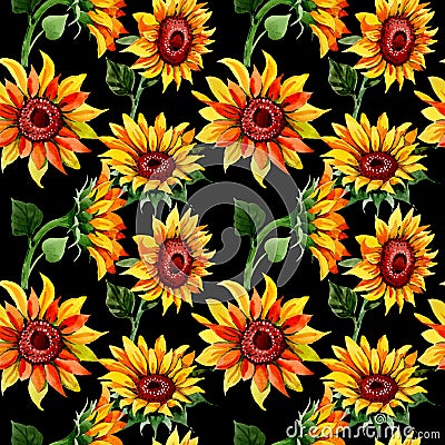 Wildflower sunflower flower pattern in a watercolor style. Stock Photo