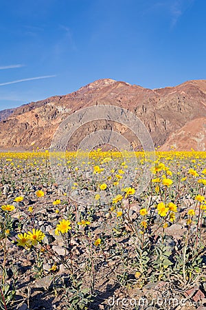 Wildflower Super bloom in Death Valley Stock Photo