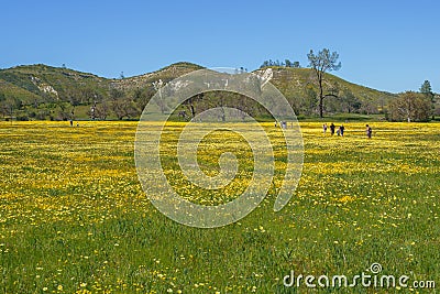 Wildflower super bloom. Field of yellow flowers at Carrizo Plain National Monument, California Editorial Stock Photo