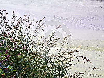 Wildflower swamp grass along shoreline Stock Photo