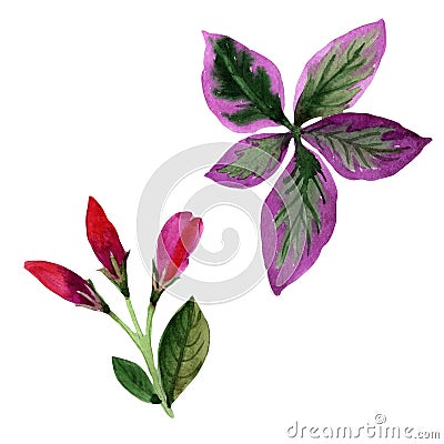 Wildflower Weigela florida flower in a watercolor style isolated. Stock Photo