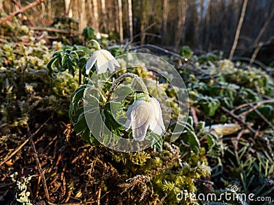 Wildflower wood anemone anemone nemorosa covered with morning icy frost in the morning in forest in early spring Stock Photo