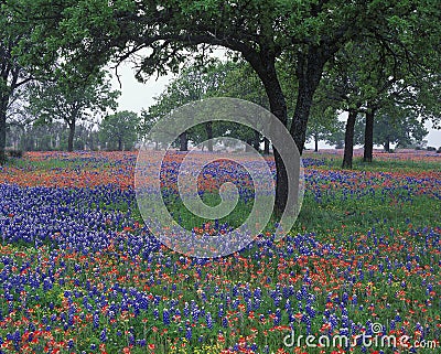 Wildflowers Stock Photo