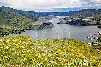 Wildflowers above Lucky Peak Reservoir in Southeast Boise, Idaho Stock Photo