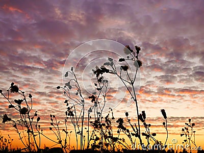 Wildflowers against an evening sky. Stock Photo