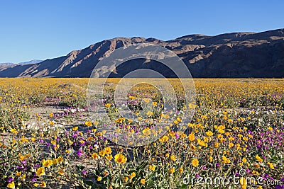 Wildflowers in Anza Borrego Stock Photo