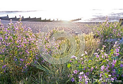 Wildflowers on Beach in Evening Light, Whitstable Stock Photo