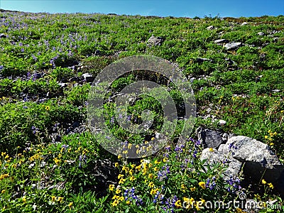 Wildflowers bloom in an open field Stock Photo