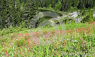 Wildflowers blooming near Mazama Lake Stock Photo