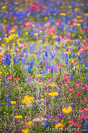 Rainbow wildflowers in spring Stock Photo