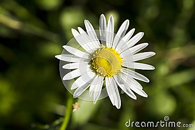 Wildflowers chamomile Stock Photo