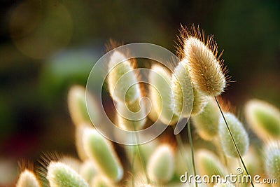 Wildflowers Stock Photo