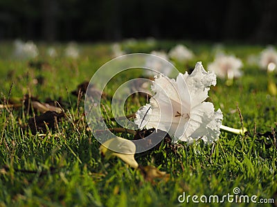 Wildflowers fall on the street Stock Photo