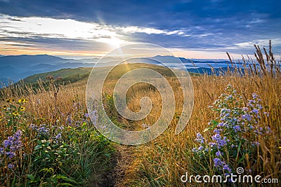 Wildflowers and Fence Along the Appalachian Trail 3 Stock Photo