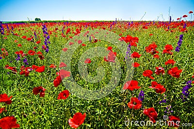 Wildflowers field Stock Photo