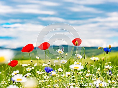 Wildflowers field against blue sky Stock Photo