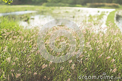 Wildflowers On The Field Stock Photo