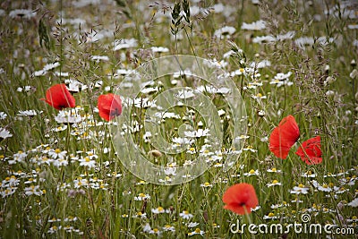 Wildflowers in a field Stock Photo