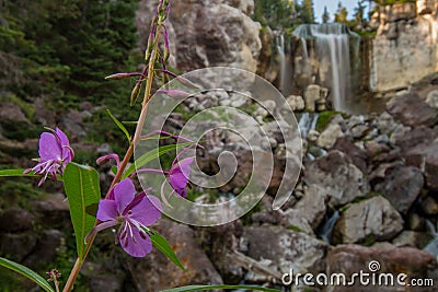 Wildflowers in Front of Paulina Falls Stock Photo