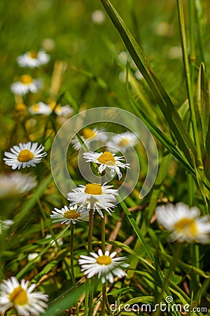 Among The Wildflowers Stock Photo