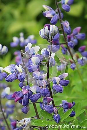 Wildflowers at Hatcher Pass Alaska Stock Photo