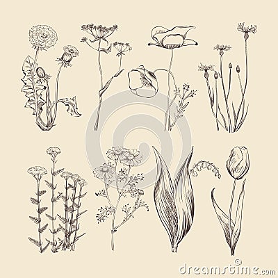 Wildflowers, herbs and flowers. Spring or summer botanical vector collection Vector Illustration