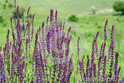 Wildflowers and herbs in the meadow on a summer day. Stock Photo