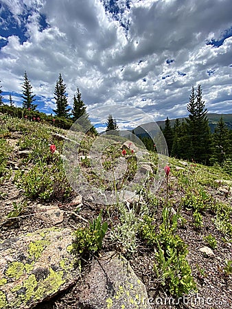 Wildflowers on Berthoud Pass Stock Photo