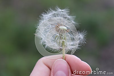 Wildflowers landscape happy gentle dandelion Stock Photo