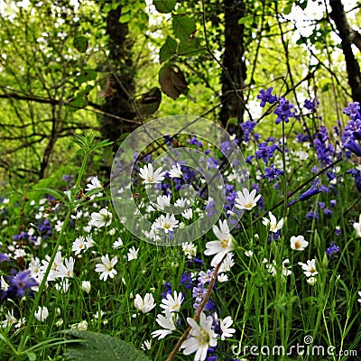 Wildflowers Stock Photo