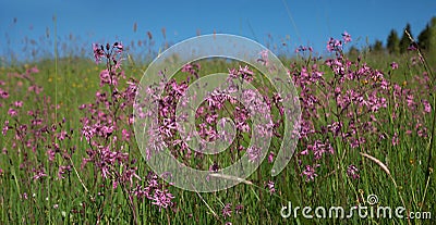 Wildflowers - lychnis flos cuculi Stock Photo