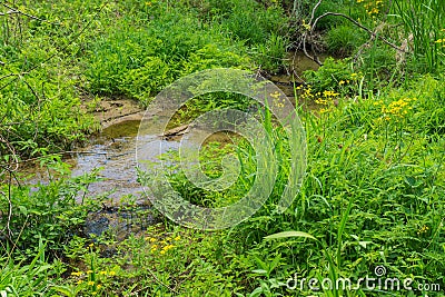 Stream through a Mountain Meadow Stock Photo