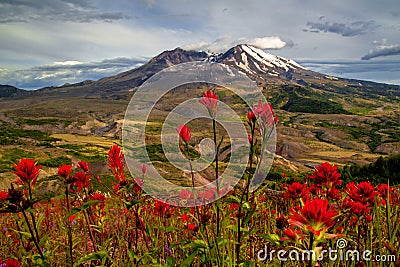 Wildflowers and Mt. St. Helens, Washington State Stock Photo