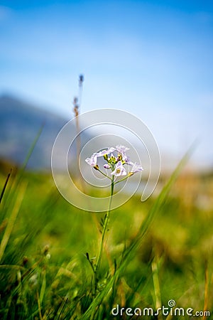 Wildflowers near Llyn Idwal, a small lake that lies within Cwm Idwal in the Glyderau mountains of Snowdonia. Stock Photo