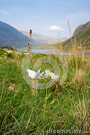 Wildflowers near Llyn Idwal, a small lake that lies within Cwm Idwal in the Glyderau mountains of Snowdonia. Stock Photo