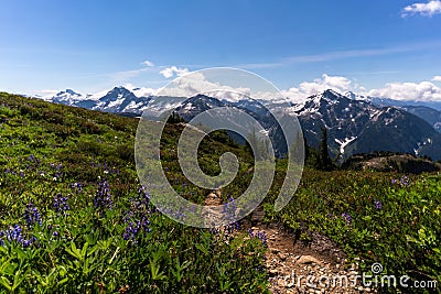 Wildflowers at North Cascades National Park in the summer Stock Photo