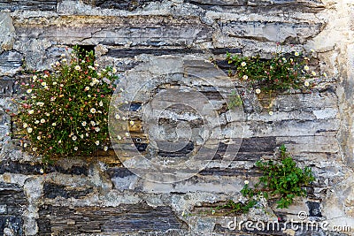 Wildflowers on an old wall in a stone house on a street in Varenna, a small town on lake Como, Italy Stock Photo