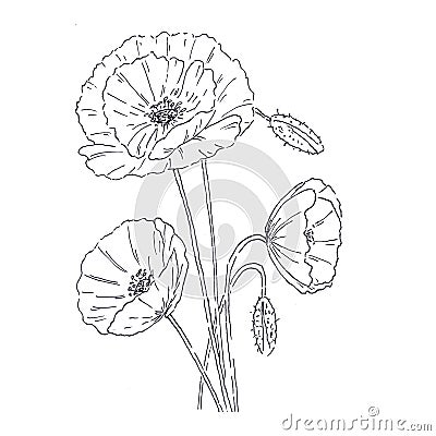 Wildflowers poppies clipart in a transparent background. Bouquet of doodle poppies with buds. Watercolor flowers for on Stock Photo