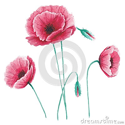 Wildflowers poppies clipart in a transparent background. Set of pink poppies with green buds. Hand painting. Watercolor Stock Photo