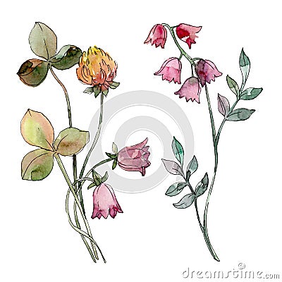 Wildflowers print floral botanical flower. Watercolor background set. Isolated bouquet illustration element. Cartoon Illustration