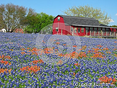 Wildflowers and Red House Stock Photo
